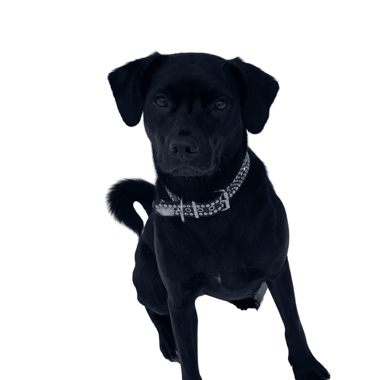 Appenzellador © Gisela Kayser Hund,Hunderasse,Fleischfresser,Halsband,Hundehalsband,Begleithund,Arbeitstier,Schnauze,Sportliche Gruppe,Schnurrhaare,