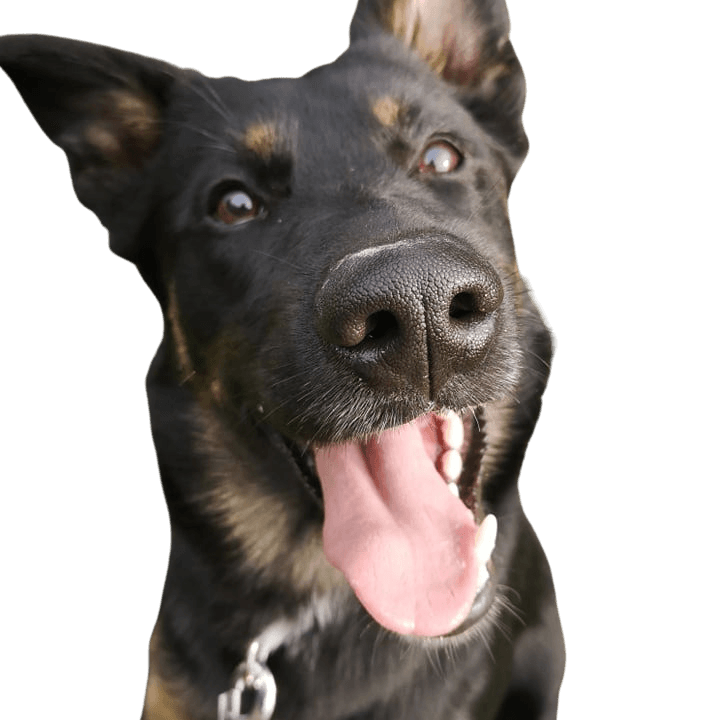 Appenzeller Belgian Shepherd © Tatjana Schaup Hund,Fleischfresser,Kiefer,Halsband,Hunderasse,Schnauze,Arbeitstier,Begleithund,Hundehalsband,Schnurrhaare,