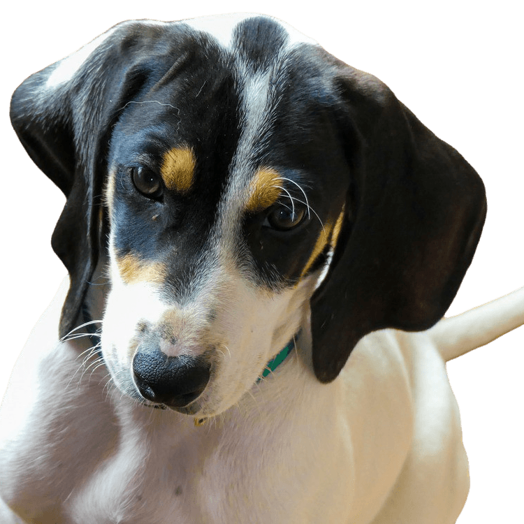 Ariegeois breed description Ariegeois breed description