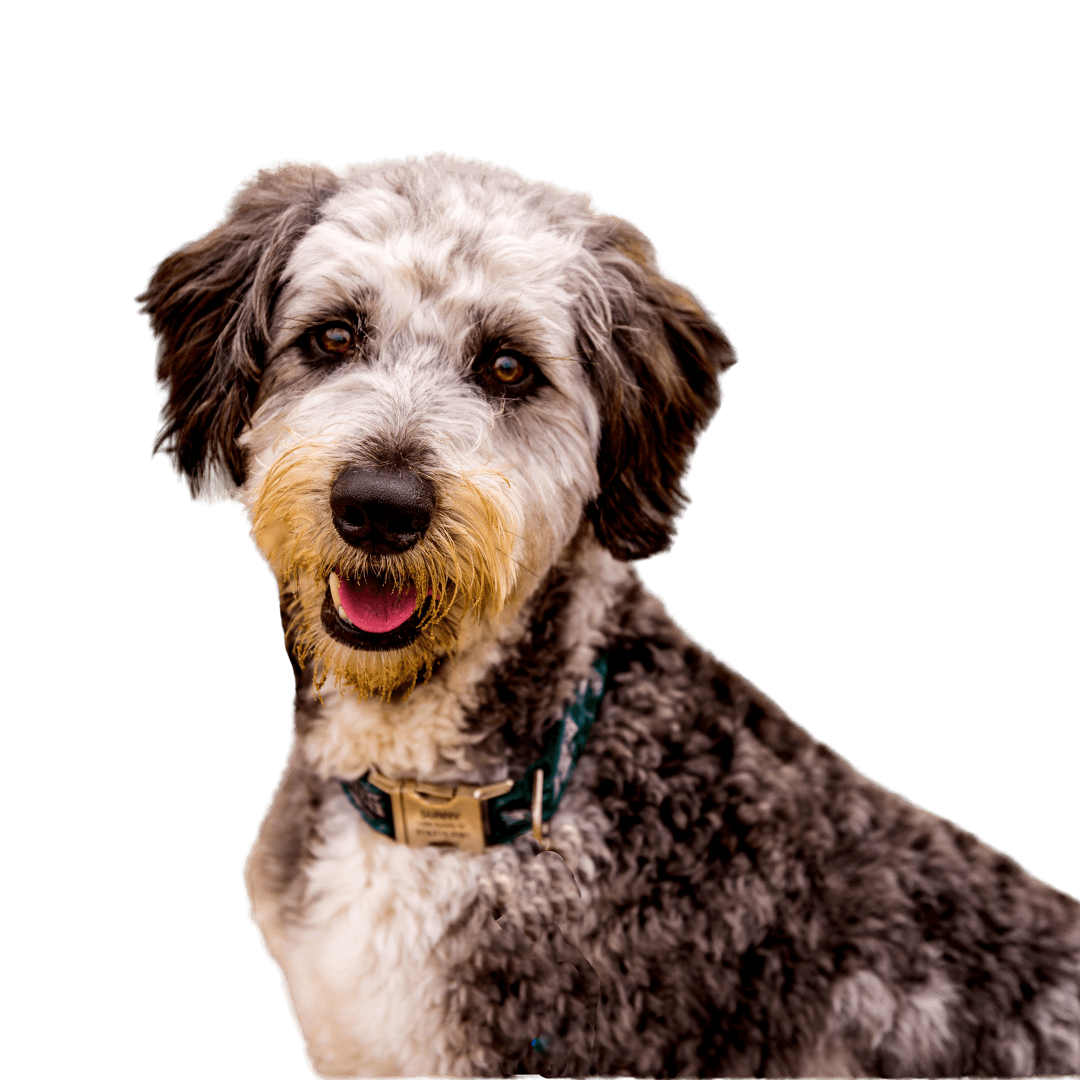 Aussiedoodle profile picture Aussiedoodle profile picture of a dog