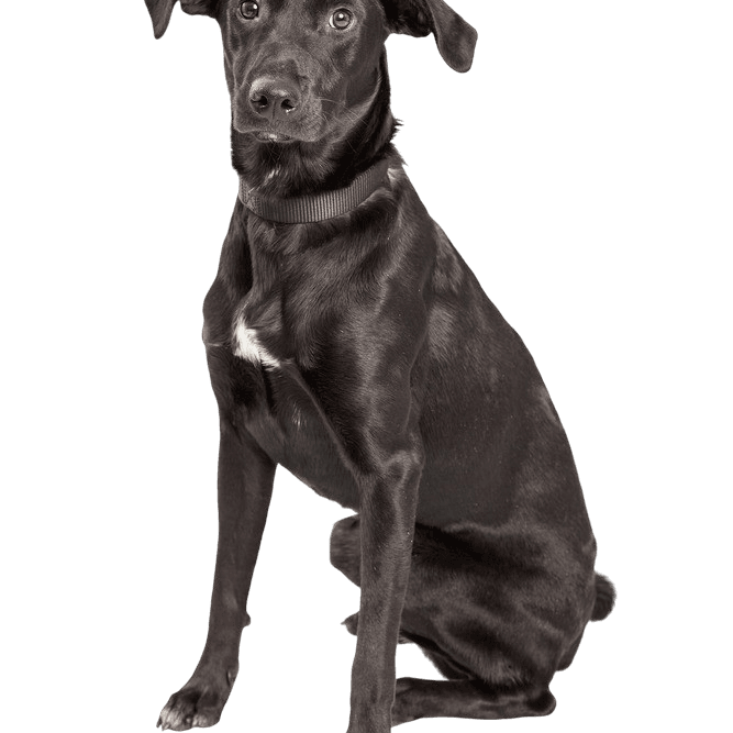 Aussiedor profile picture Aussiedor dog