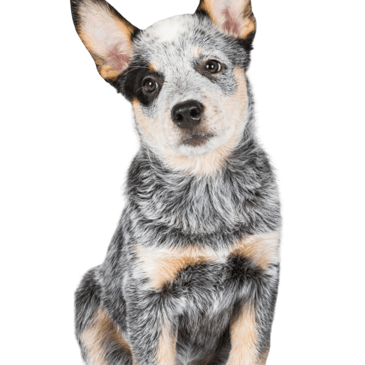 Australian Cattle Dog Profile Picture Australian Cattle Dog puppy breed description Merle
