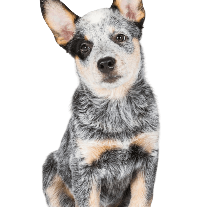 Australian Cattle Dog puppy breed description Merle