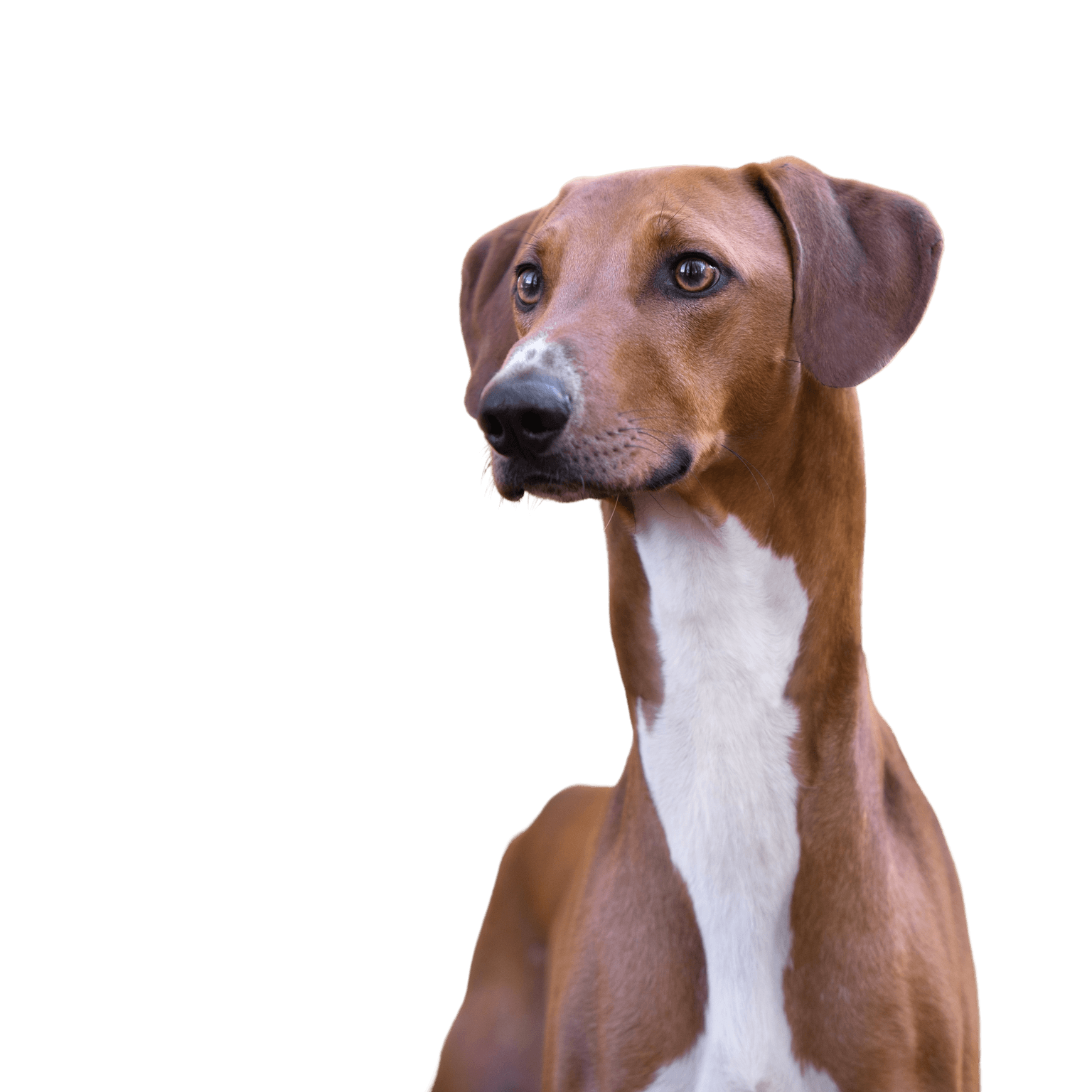 Azawakh breed description Azawakh is an African greyhound, breed description of a fast dog