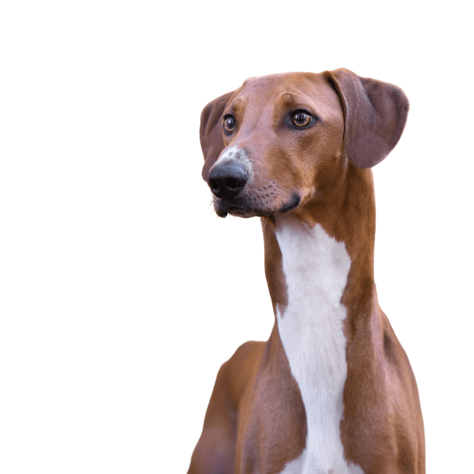 Azawakh is an African greyhound, breed description of a fast dog