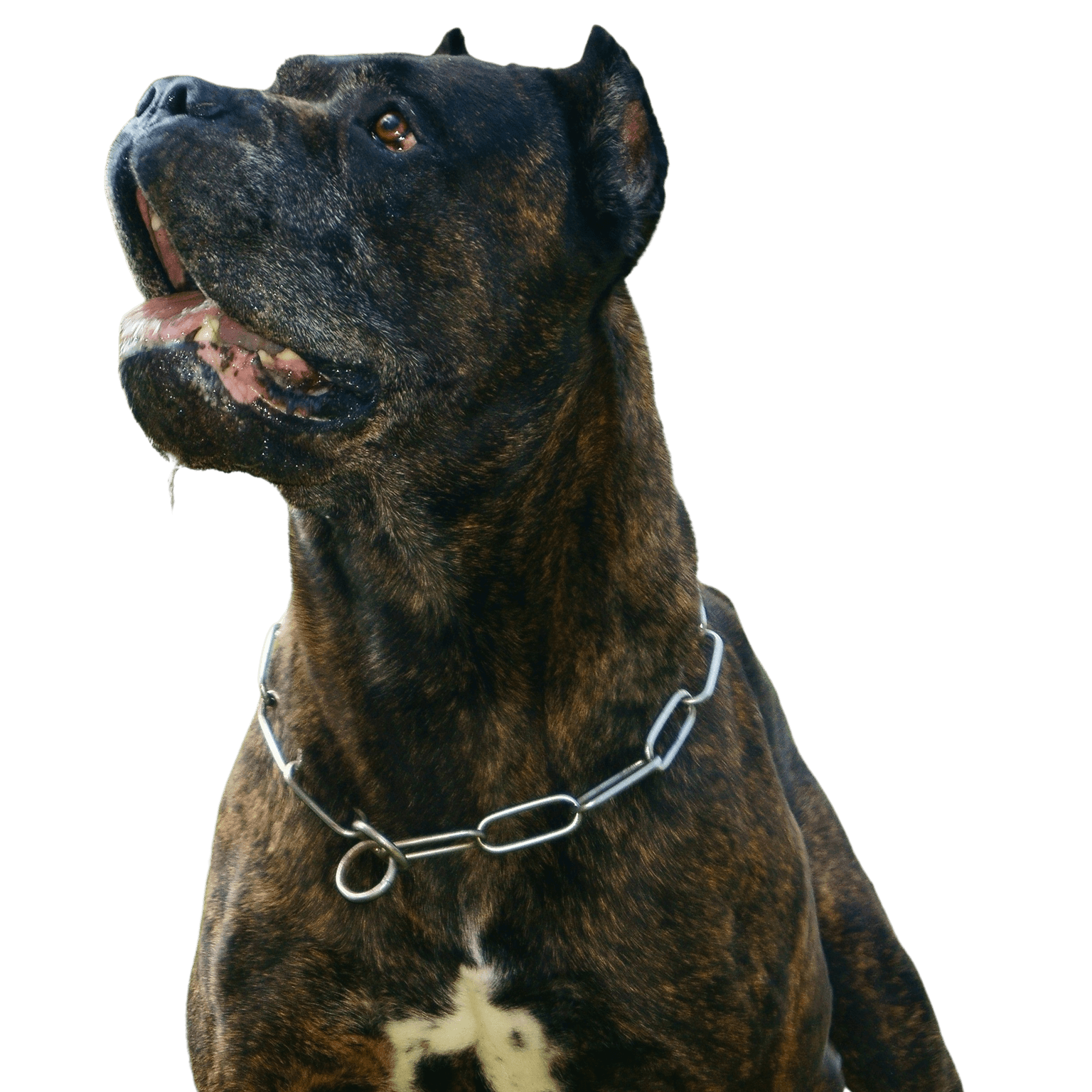 Bandog temperament Bandog breed description, temperament of chain dog, large Molossian mix, dog living on chain, unrecognized large dog breeds, fighting dog