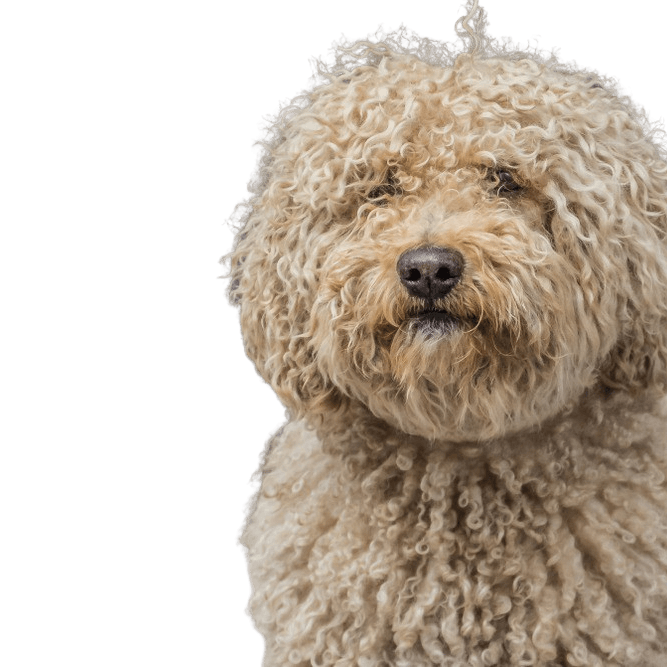 Barbet temperament Race description Barbet, blond dog with curls, French breed, temperament.