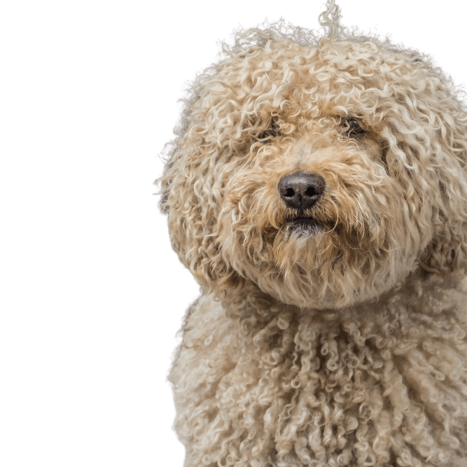 Race description Barbet, blond dog with curls, French breed, temperament.