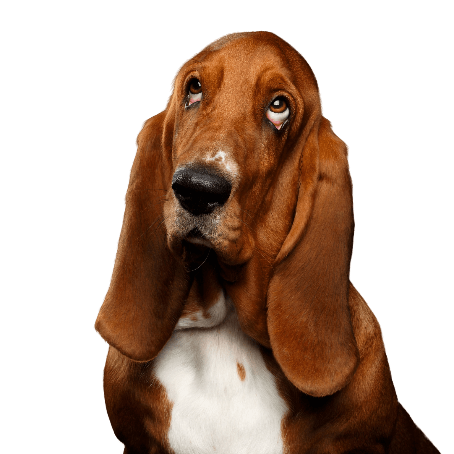 basset hound Dog,Mammal,Vertebrate,Canidae,Basset hound,Dog breed,Carnivore,Basset artésien normand,Schweizer laufhund,Snout,