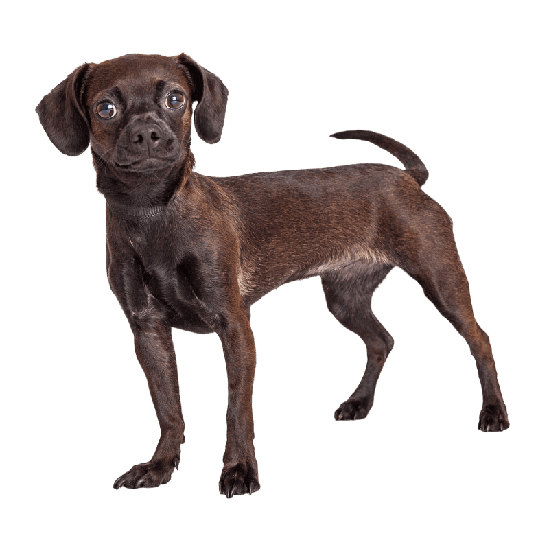 Dog,dog breed,liver,carnivore,fawn,companion dog,collar,dog collar,sporting group,working animal,