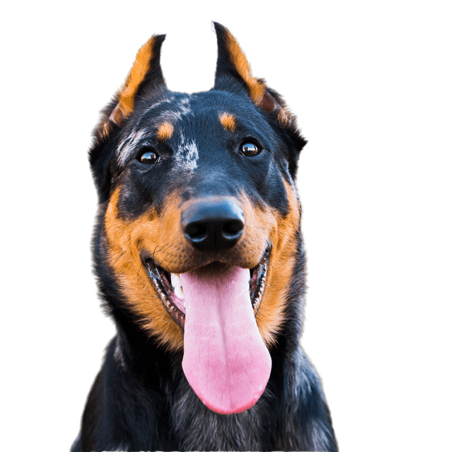 Beauceron profile picture breed description