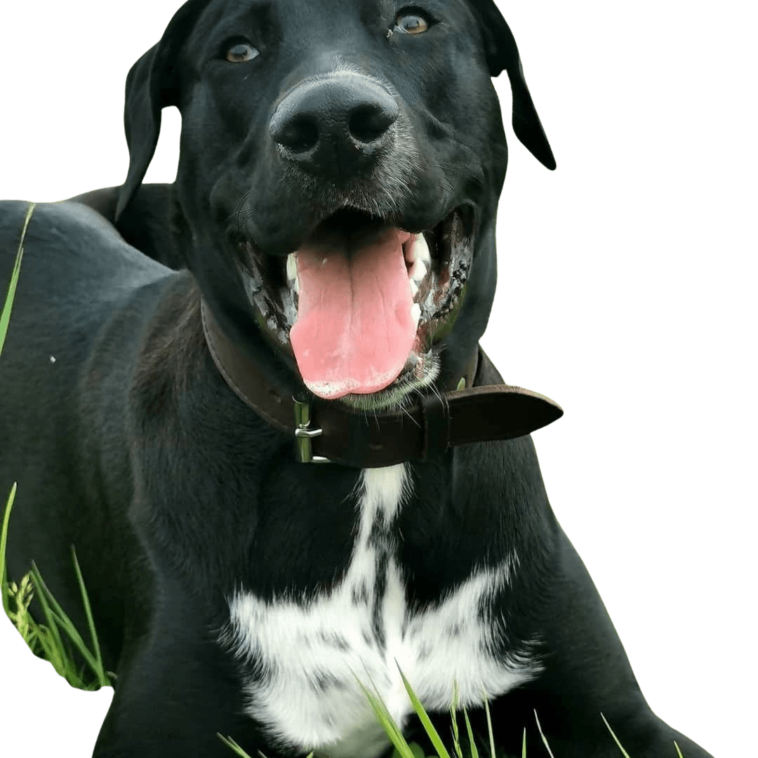 Belgian Shepherd Dalmatian © Anja Arnhold Hund,Pflanze,Fleischfresser,Hunderasse,Halsband,Gras,Begleithund,Schnurrhaare,Hundehalsband,Arbeitstier,