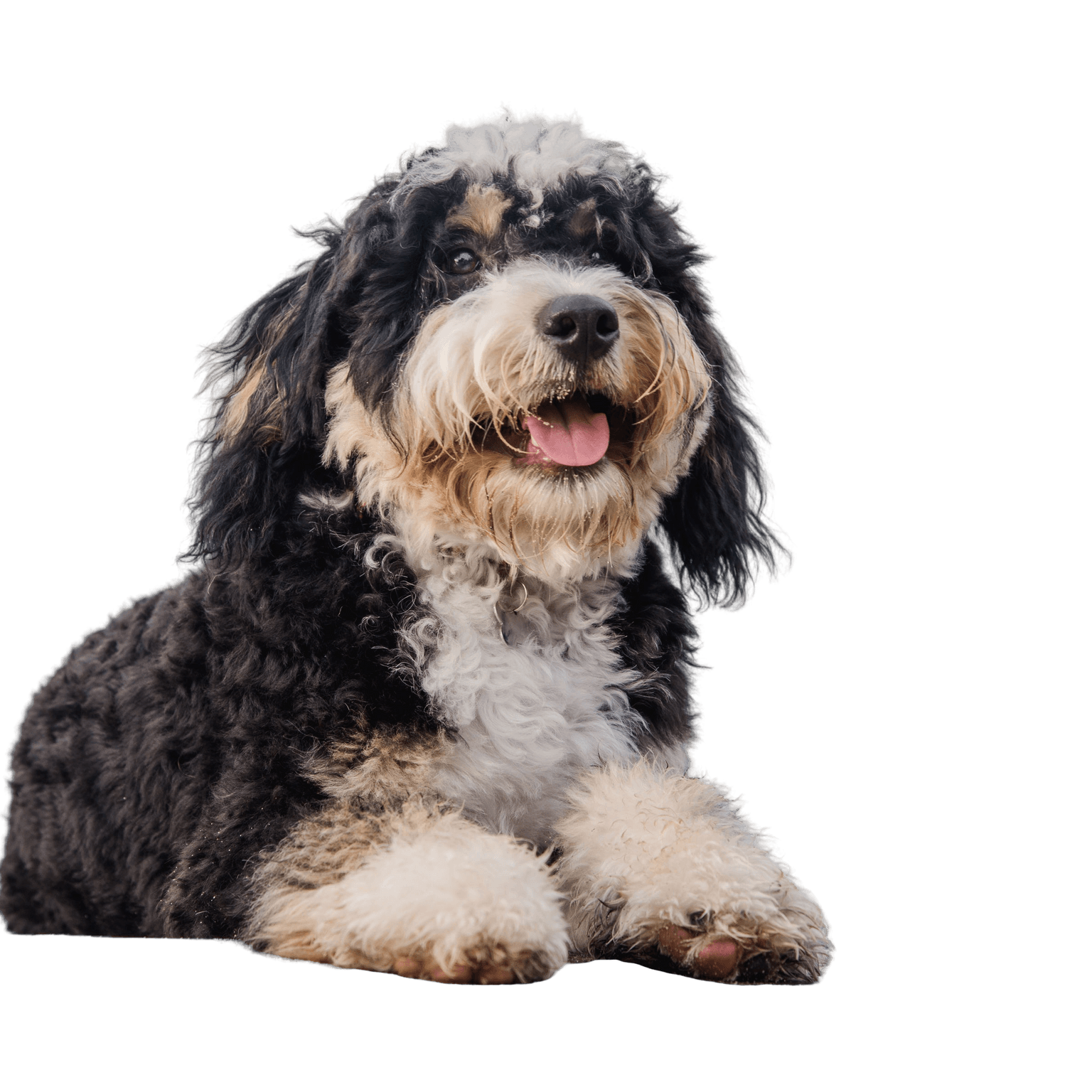 Bernedoodle profile picture Bernedoodle dog