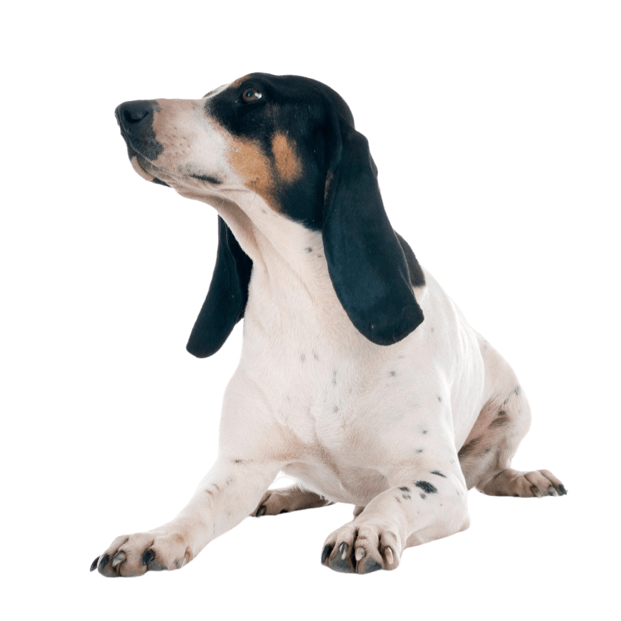 Swiss Hound, Bernese Hound Breed description