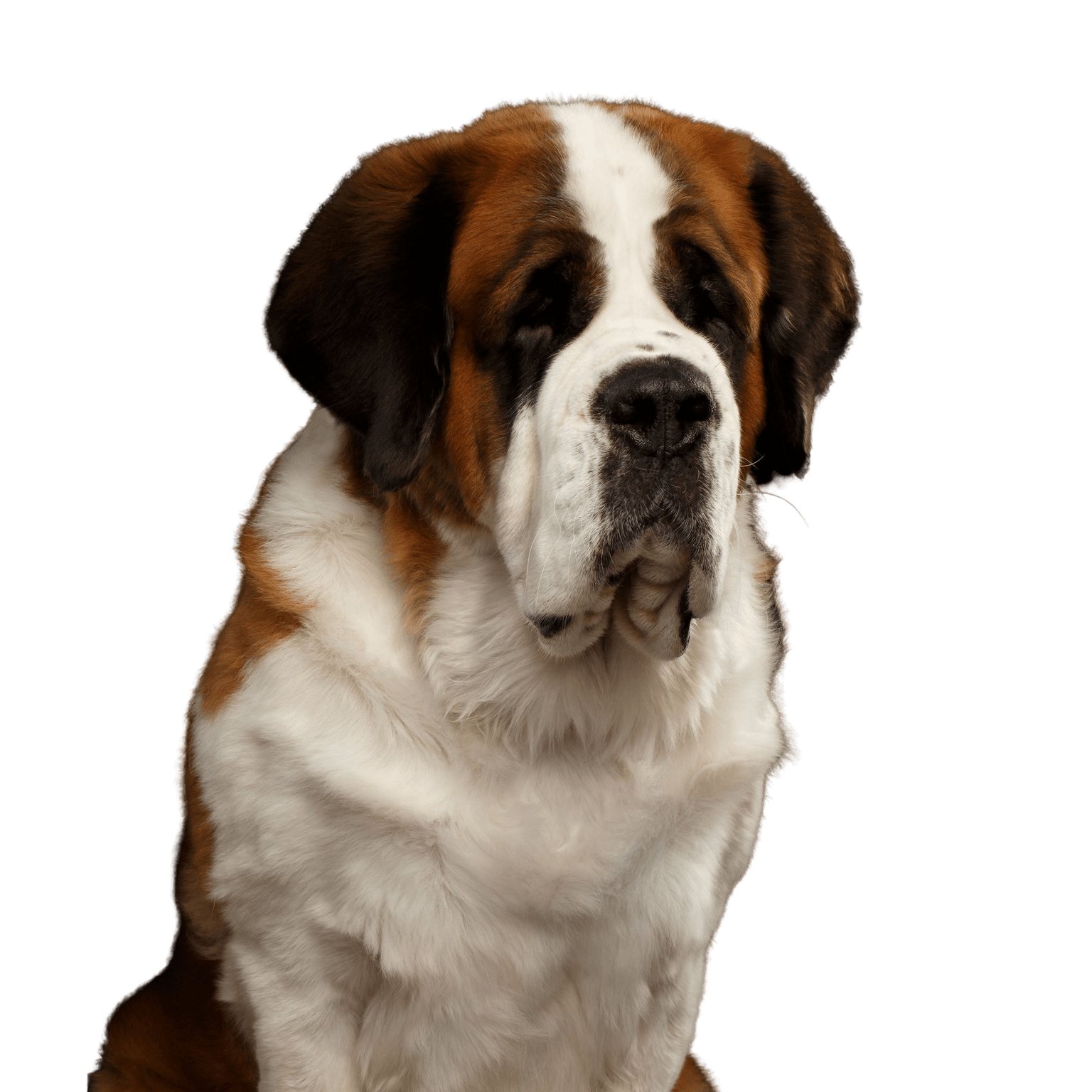 Dog,Mammal,Vertebrate,Dog breed,Canidae,St. bernard,Moscow watchdog,Carnivore,Giant dog breed,Companion dog,