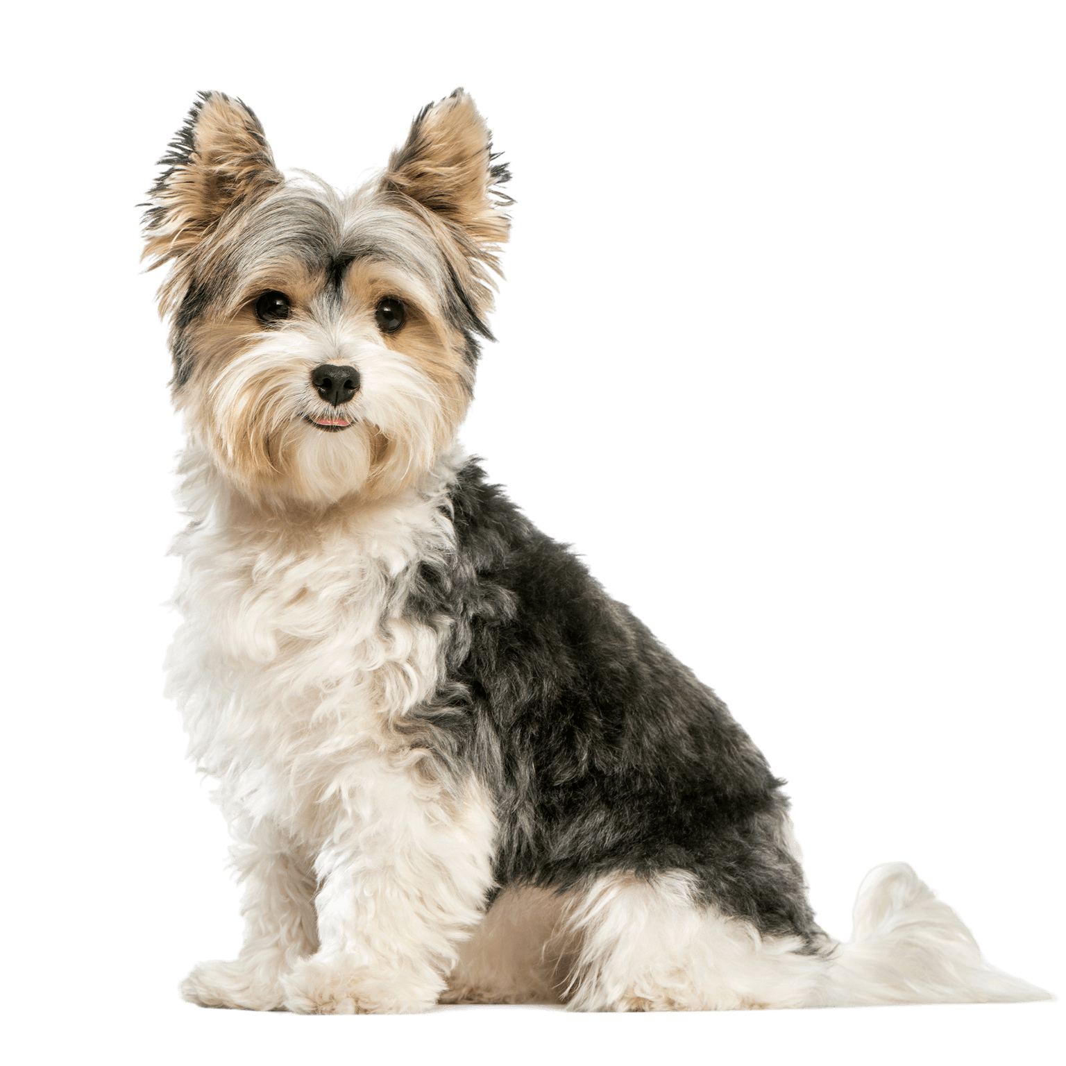 Biewer Terrier breed description Biewer Terrier breed description, character, small dog breed for seniors, dog for old people, small breed, hypoallergenic breed