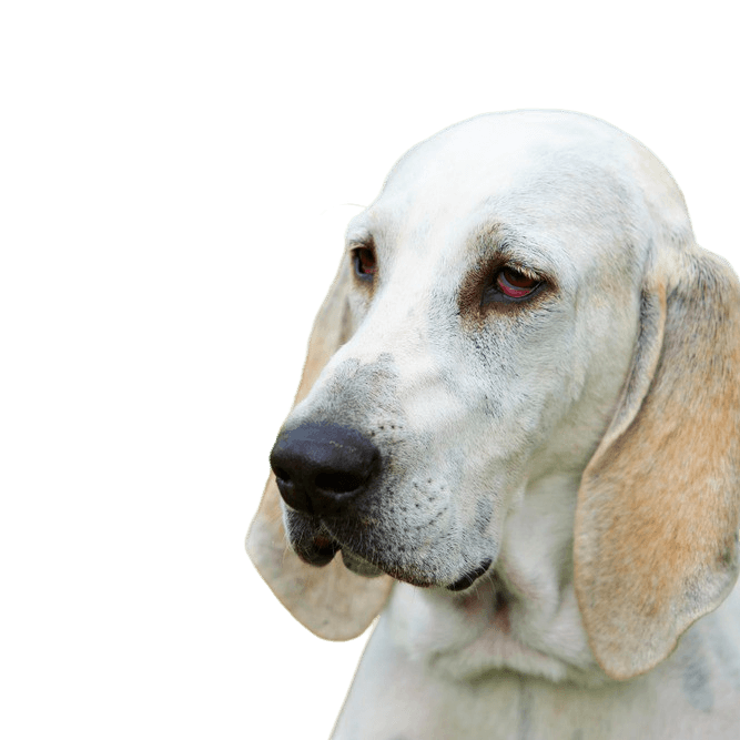 Billy dog breed description Billy dog breed description, large white dog with long ears, dog with floppy ears and short fur, dog similar to beagle in large