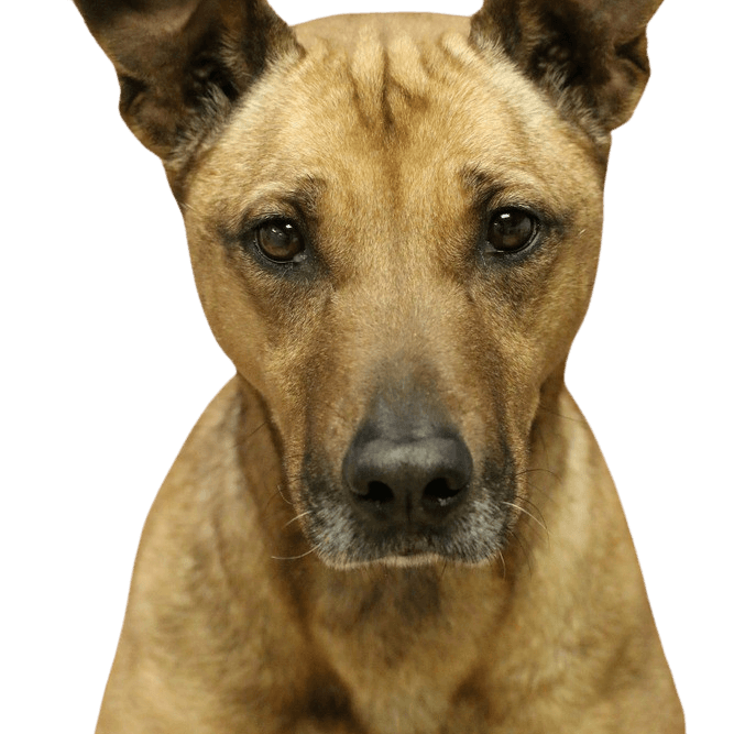 Black Mouth Cur breed description, temperament and everything you need to know about the breed, muscular dog from America that is suitable for hunting and also as a protection and guard dog.