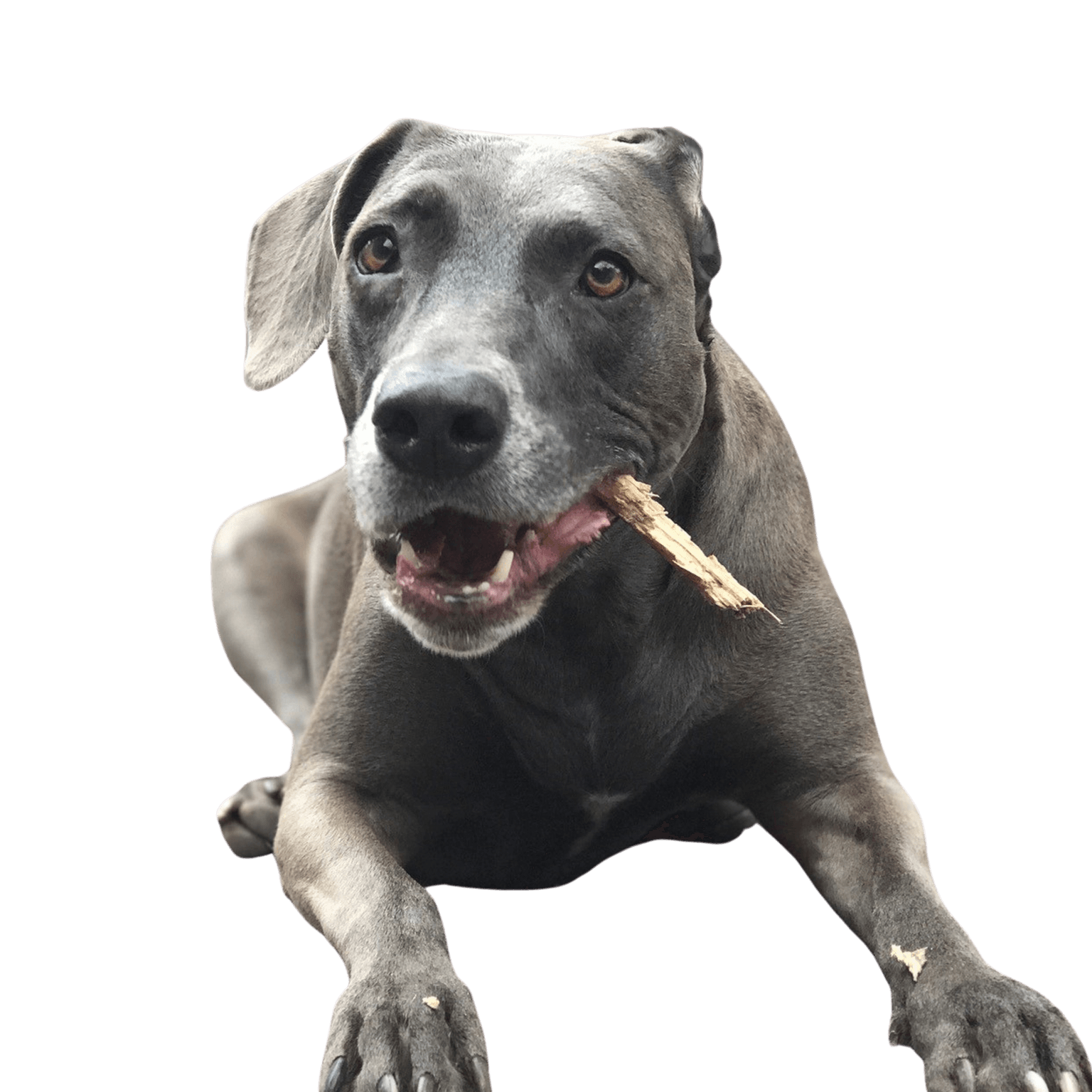 Blue Lacy breed description Blue Lacy breed description, temperament of sheepdog from America, American dog breed temperament, silver dog, dog similar to Weimaraner, dog similar to Greyhound from coat
