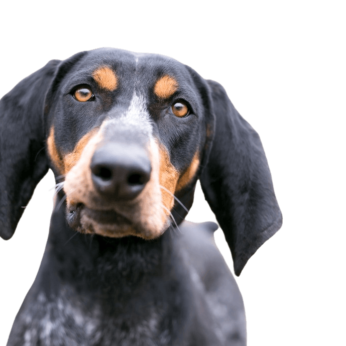 Bluetick Coonhound Breed Description Bluetick Coonhound Breed Description