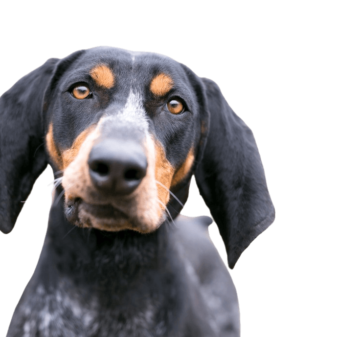 Bluetick Coonhound Breed Description