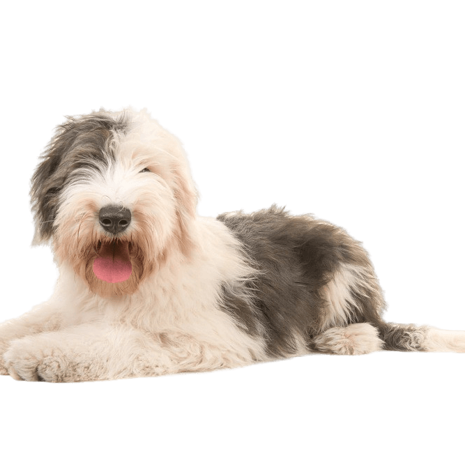 Old English sheepdog