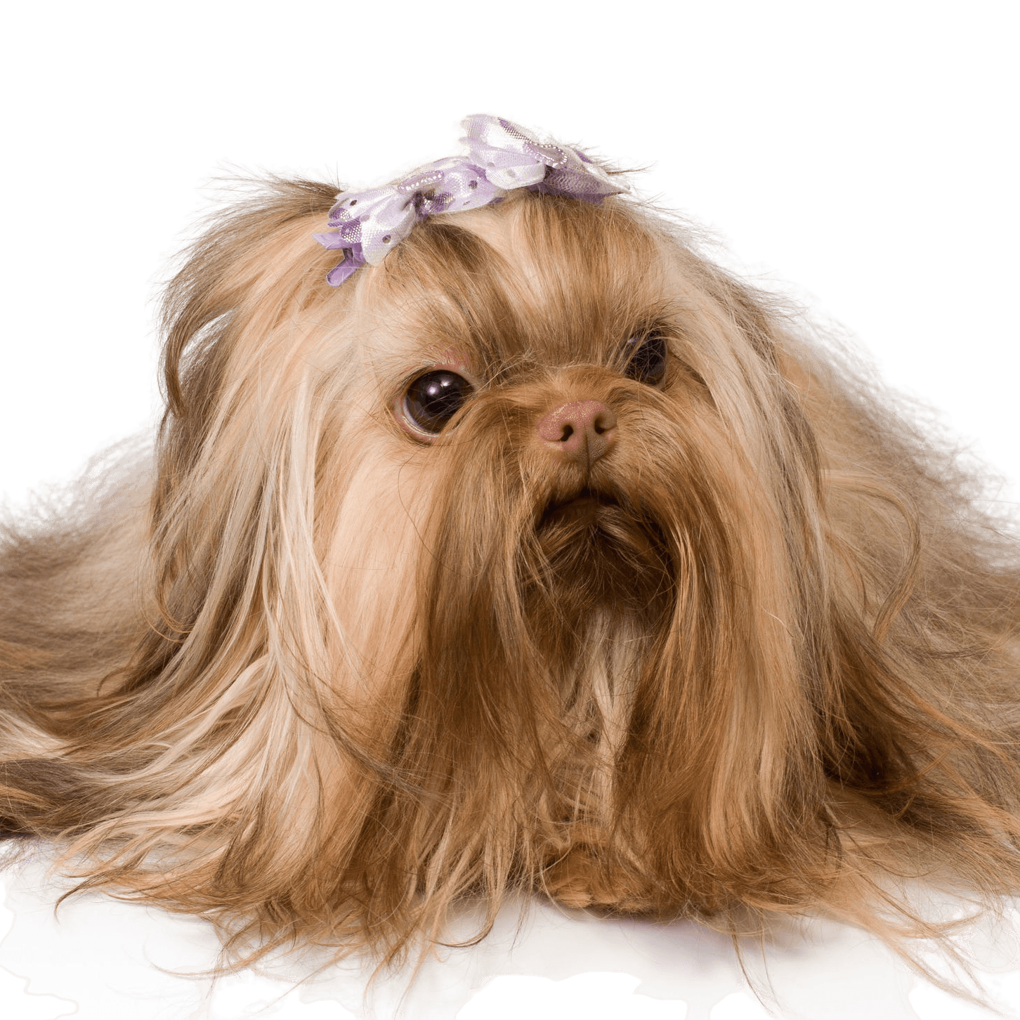 Bolonka Zwetna breed description