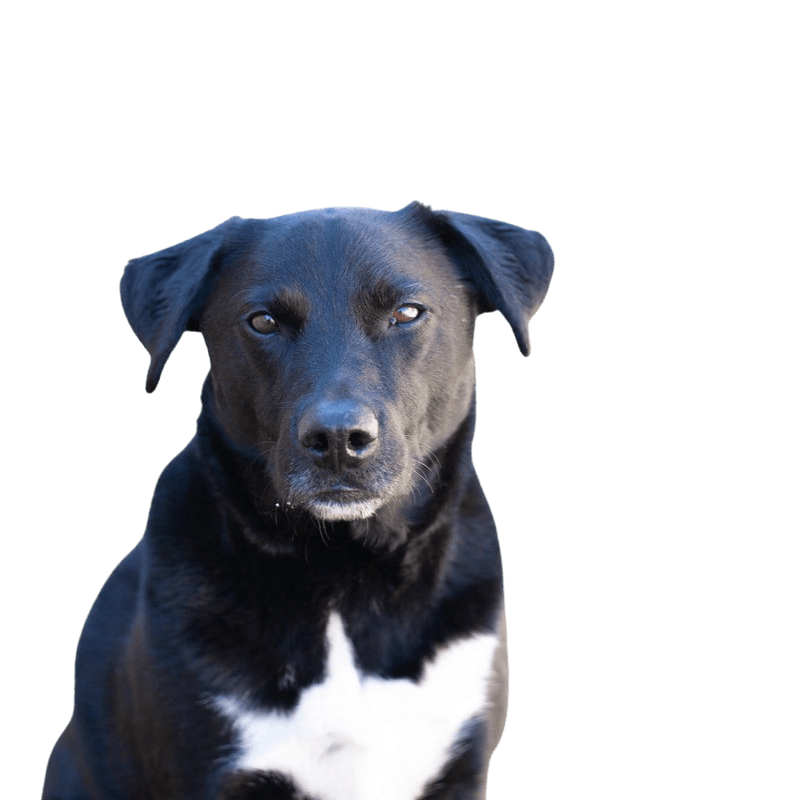Borador breed description hybrid Border Collie Labrador Retriever mix breed description, mixed breed, mixed breed dog, mix dog, hybrid mix, border lab mix, labrador mix, black mixed breed, infographic, information for anyone who has a mixed breed collie and labrador. Lab mix, Labrador mix, black and white mix, mixed breed dog
