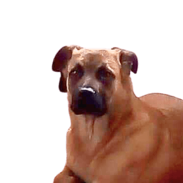 Dogue de Bordeaux Malinois mongrel free plate Dog,dog breed,carnivore,companion dog,fawn,muzzle,sporting group,canidae,art,working animal,