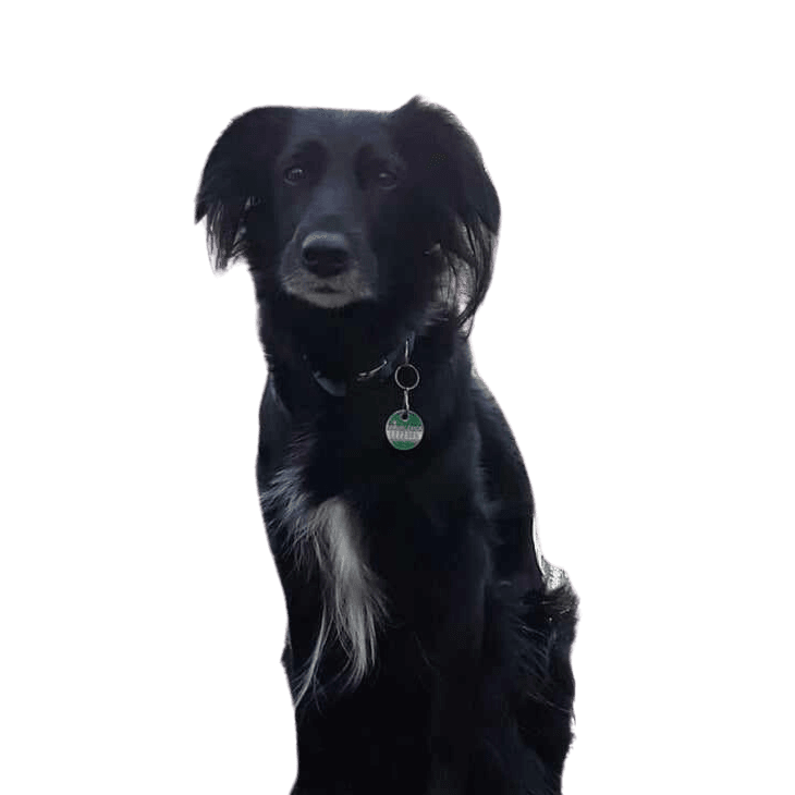 Border Collie Setter Mongrel Dog,Carnivore,Dog breed,Dog collar,Companion dog,Collar,Working dog,Sporting group,Fur,Electric blue,