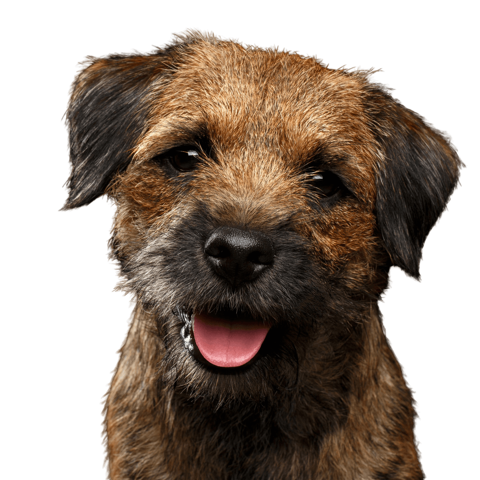 Border Terrier Rough coat Dog,Mammal,Vertebrate,Dog breed,Canidae,Carnivore,Border terrier,Terrier,Snout,Puppy,