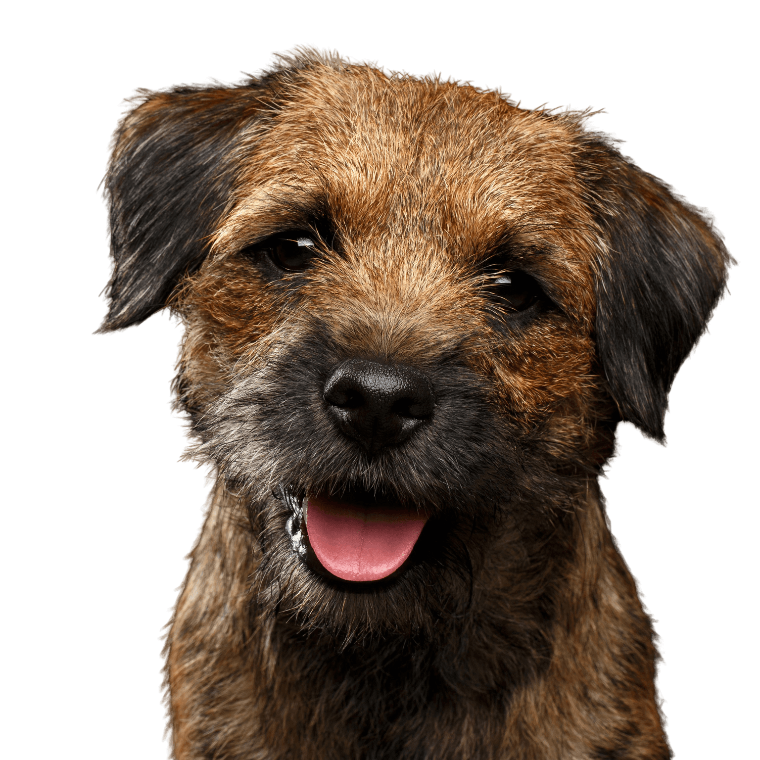 Dog,Mammal,Vertebrate,Dog breed,Canidae,Carnivore,Border terrier,Terrier,Snout,Puppy,