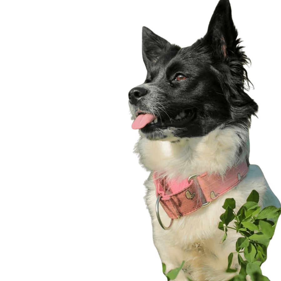 Borderhund © Sarah Englert Hund,Hunderasse,Fleischfresser,Halsband,Begleithund,Hundezubehör,Schnauze,Hundehalsband,Hütehund,Sportliche Gruppe,