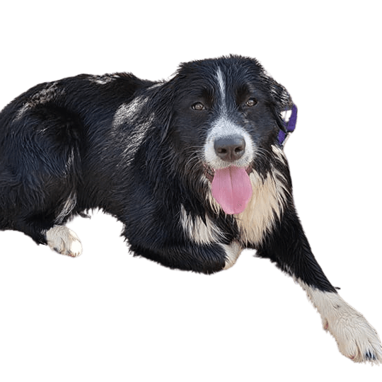 Bordernese dog best sale