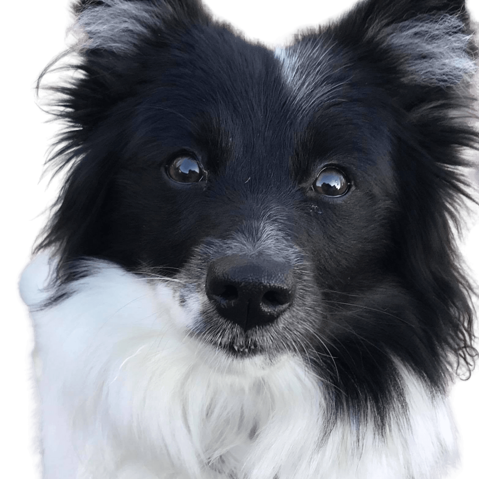 Borderspitz © Tanja Altmann Hund,Fleischfresser,Hunderasse,Begleithund,Schnurrhaare,Hundezubehör,Schnauze,Arbeitstier,Spielzeughund,Sportliche Gruppe,