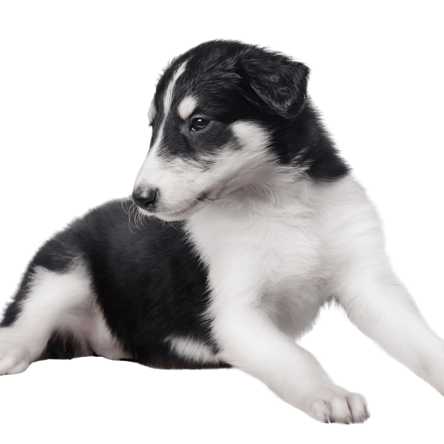 Borzoi Puppy Profile Picture Borzoi breed description