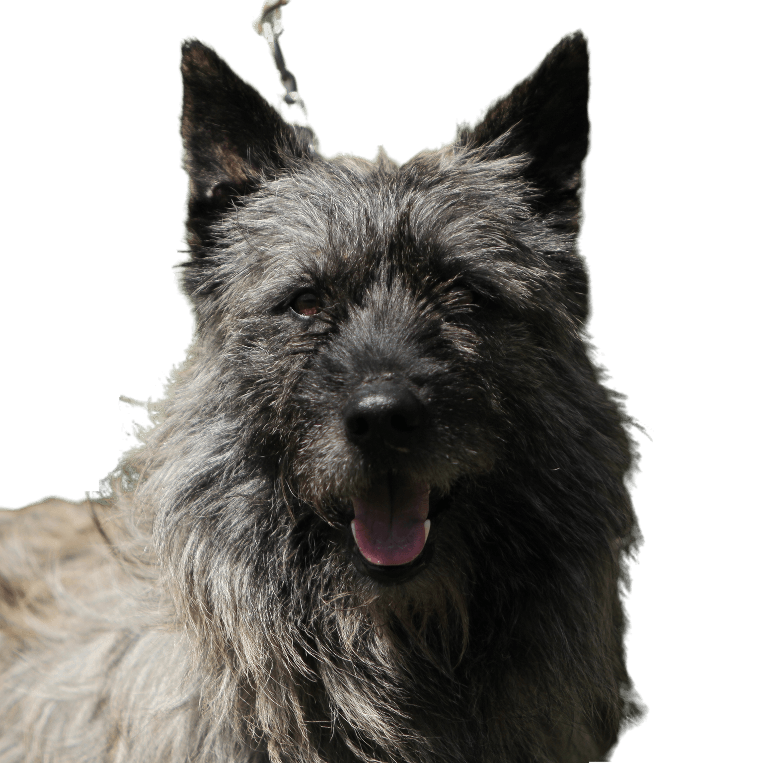 Portrait of a Bouvier des Ardennes