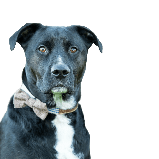 Boxador profile picture Boxador dog