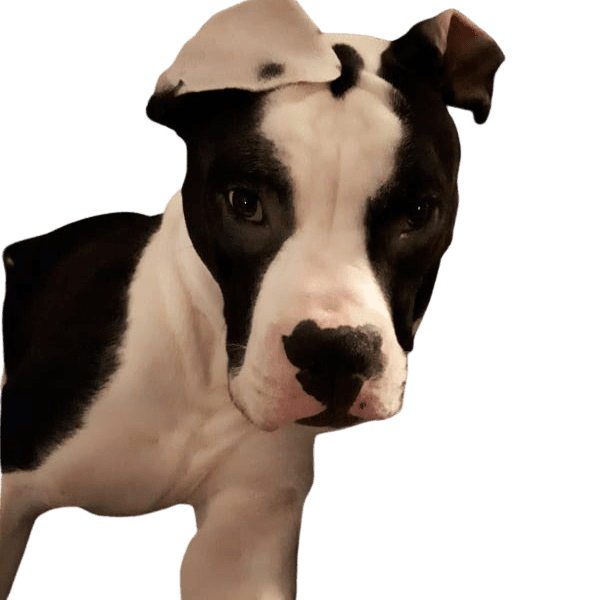 Boxer Bully © Monique Cords Hund,Fleischfresser,Arbeitstier,Hunderasse,Halsband,Begleithund,Rehkitz,Ohren,Schnurrhaare,Schnauze,