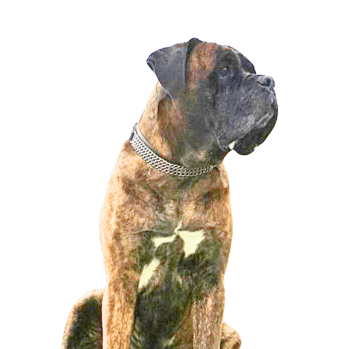 Dog,dog breed,carnivore,collar,fawn,companion dog,dog collar,muzzle,liver,working animal,