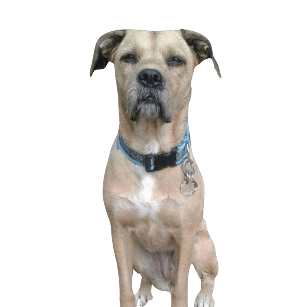 Boxer Schnauzer © Yasmin Partu Hund,Fleischfresser,Halsband,Hunderasse,Fawn,Begleithund,Hundehalsband,Arbeitstier,Tierbedarf,Leber,