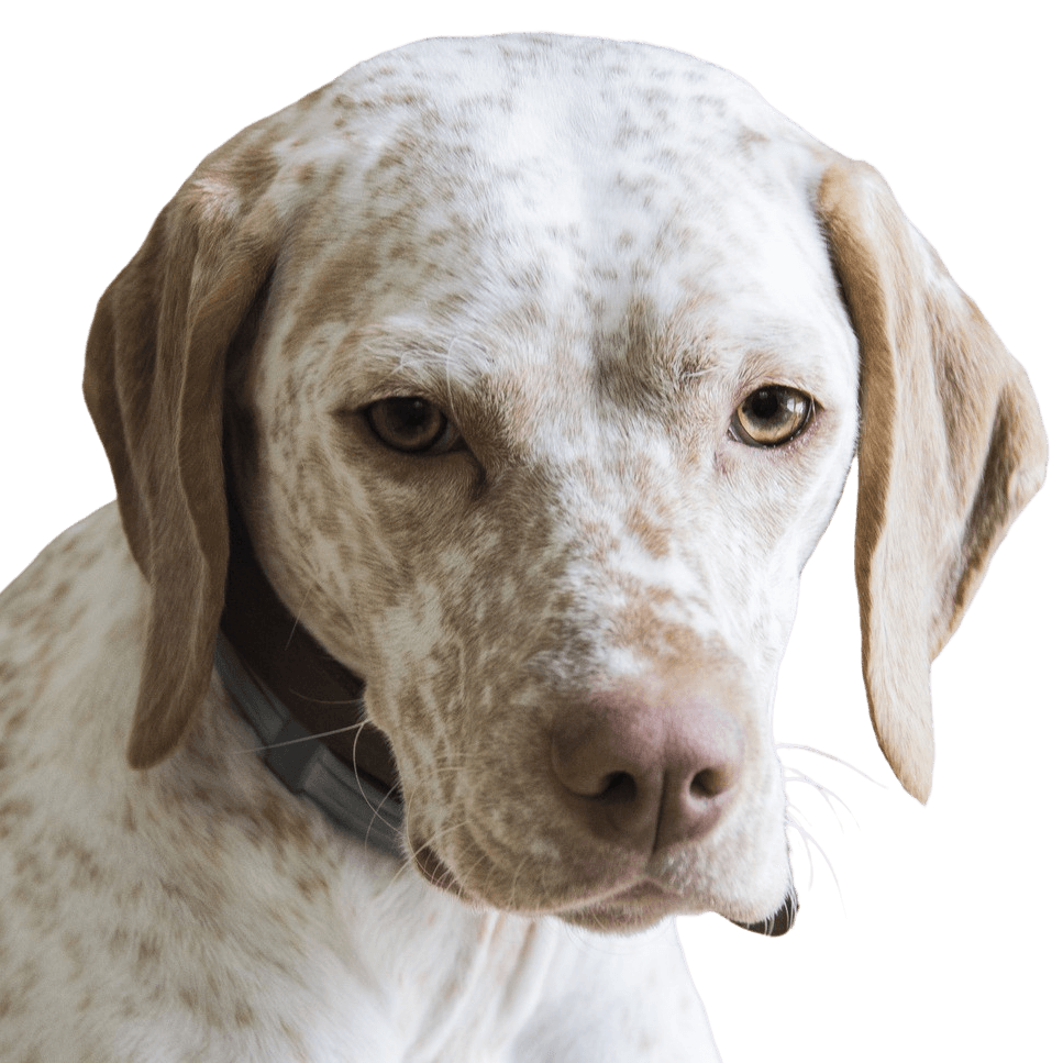 braque du bourbonnais Breed description braque du bourbonnais Breed description