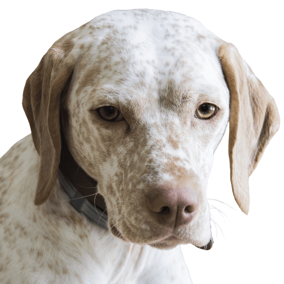 braque du bourbonnais Breed description