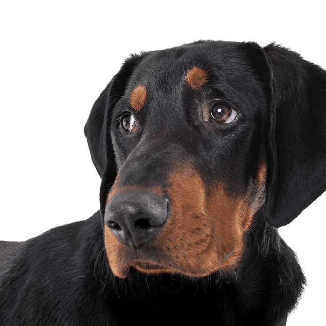 Breed description Edelyi Kopo erdelyi-kopo breed description, hungarian dog breed, dog from Hungary, big brown black dog similar to Doberman, Transylvanian dog
