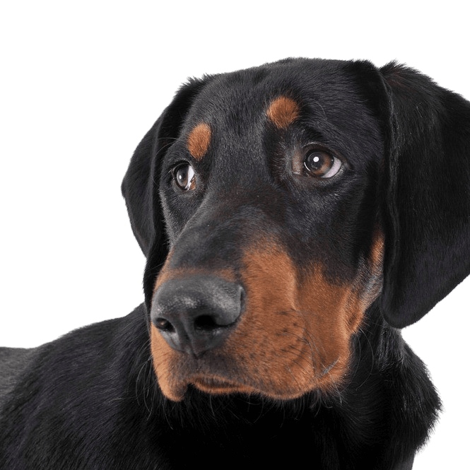 erdelyi-kopo breed description, hungarian dog breed, dog from Hungary, big brown black dog similar to Doberman, Transylvanian dog