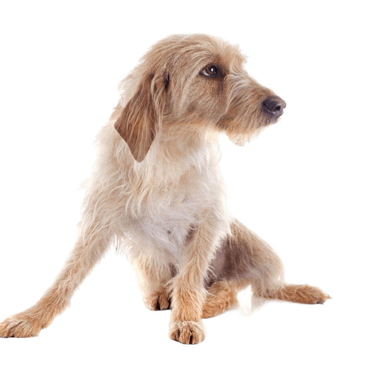 Breed description Griffon Fauve de Bretagne Griffon Fauve de Bretagne dog breed, French dog breed, dog from France, rough coat, wire hair, hunting dog, family dog, red dog young dog