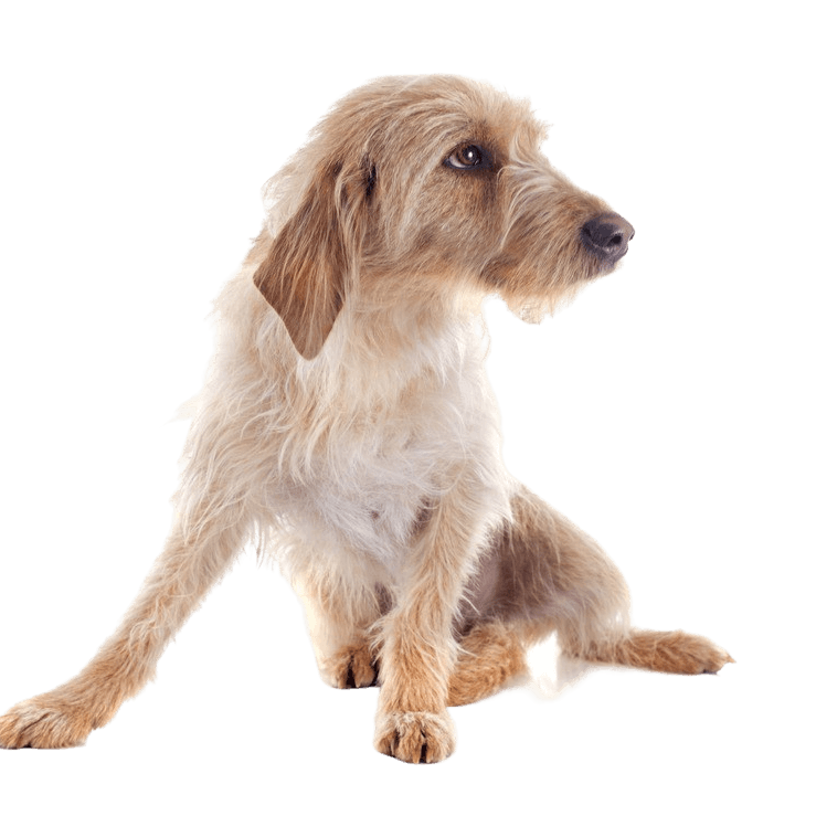 Griffon Fauve de Bretagne dog breed, French dog breed, dog from France, rough coat, wire hair, hunting dog, family dog, red dog young dog