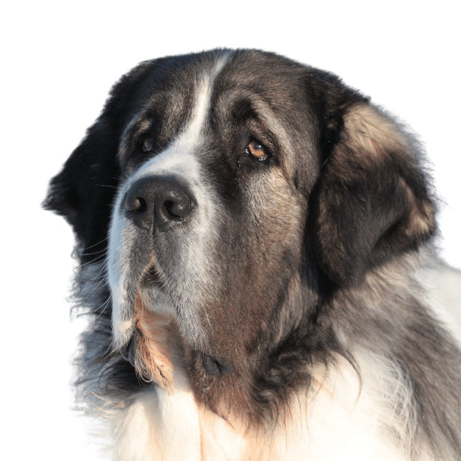 Breed description Mastiff from Spain Pyrenees Mastiff breed description, black and white dog breed puppies, Mastín del Pirineo, large dog breed from Spain, herding dog, farm dog, no beginner dog, calm dog breed, giant dog breed, largest dog in the world, dog with long coat, grey and white dog with triangle ears