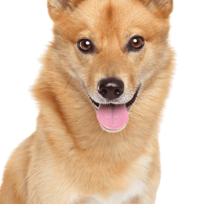 Finnish Spitz lying on a white background and panting, dog with standing ears, red dog breed, dog similar to German Spitz, Karelo-Finnish Laika, Suomenpystykorva
