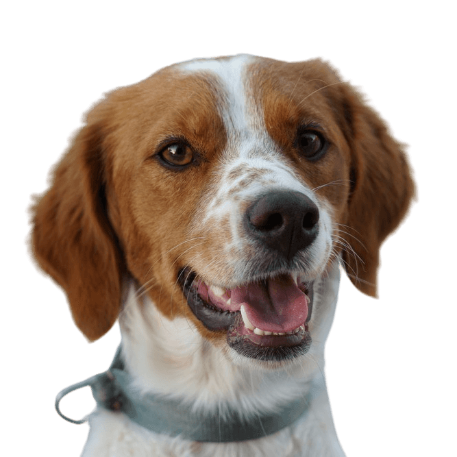 Bretan Spaniel Breed Description Bretan Spaniel, brown white dog with floppy ears and very short tail, no tail at birth, dog with stubby tail, French dog breed, Brittany dog
